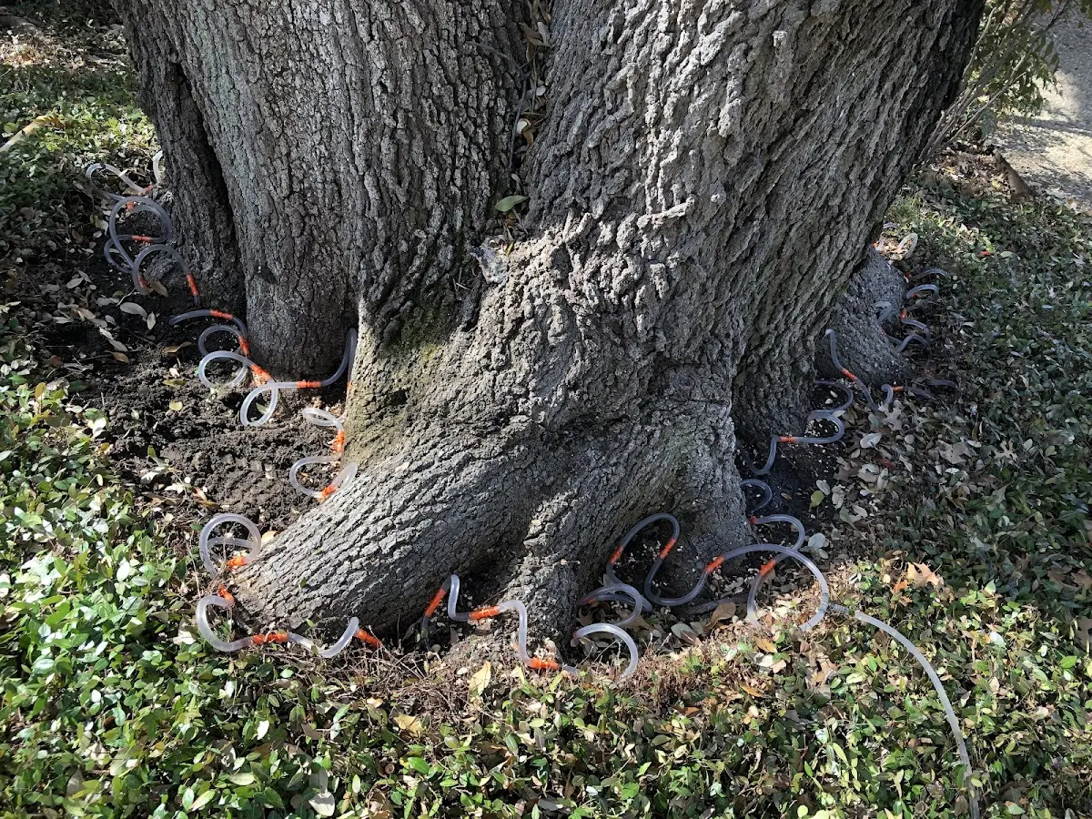 Detailed Tree Cabling and Bracing job site in Desha