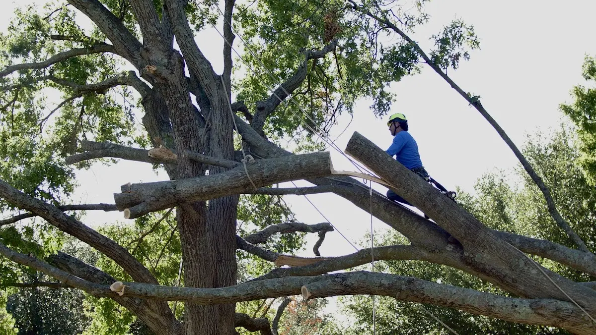 Professional Hazardous Tree Removal performed by certified arborists in Desha