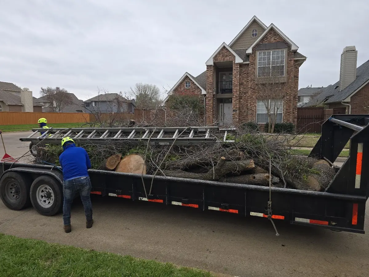 Expert Tree Pest Control with proper safety equipment in Desha